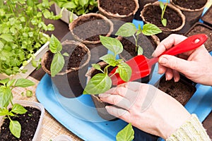 Hands with young little plant in pot. Growing, seeding, transplant seedling, houseplant, vegetables at home