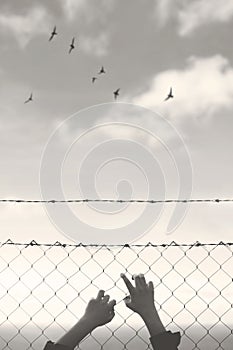 Hands of a young man who cling to the hope of freedom beyond a wire mesh