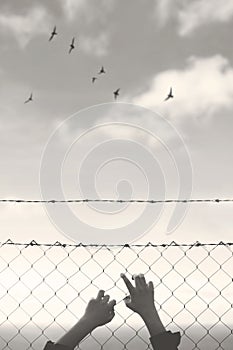 Hands of a young man who cling to the hope of freedom beyond a wire mesh photo