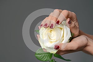 Hands of young woman with beautiful manicure holding rose on color background