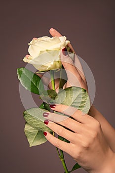 Hands of young woman with beautiful manicure holding rose on color background