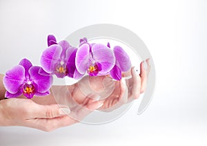 Hands of young woman with with a beautiful manicure and pink orchid flowers on a white background. Health and body care concept.