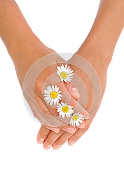 Hands of young woman with chamomile flower heads