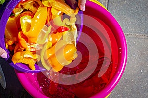 Hands of a young woman empty sliced colorful slices of ripe bell pepper into a food bucket. View from above. Preparing a