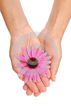 Hands of young woman holding Echinacea flower