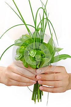 Hands of young woman holding fresh herbs, basil, chive, sage