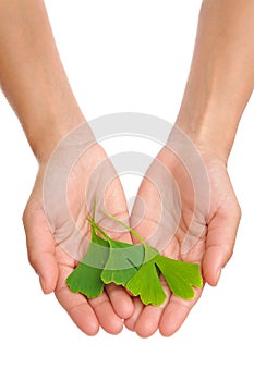 Hands of young woman holding ginkgo leaf