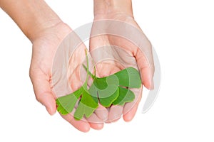 Hands of young woman holding ginkgo leaves