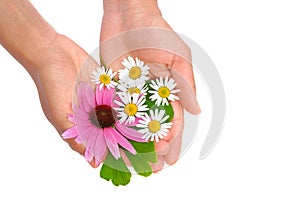 Hands of young woman holding herbs - echinacea, gi