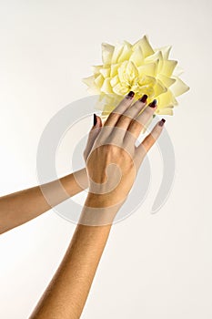 hands of a young woman pointing at a yellow flower, white background.