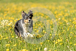 Handsame Border Collie dog on a green meadow with dandelions in the season spring