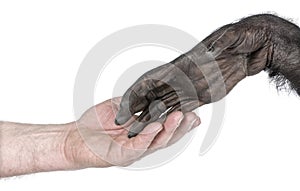 Handshake between Human hand and monkey hand