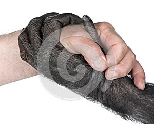 Handshake between Human hand and monkey hand