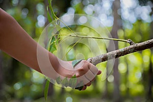 Handshake between human hand and tree