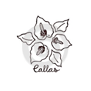 Handsketched bouquet of callas
