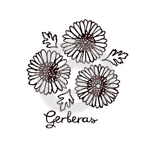 Handsketched bouquet of gerberas