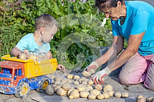 A handsome 4-5 year old boy puts potatoes in a toy truck in the garden. Grandson and grandmother are harvesting an autumn crop. An