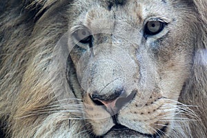 Handsome African male lion close-up