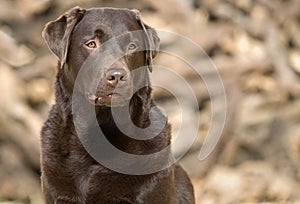 Handsome and Alert Chocolate Labrador