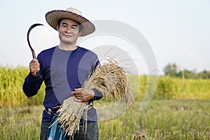 Handsome Asian male farmer wear hat, holds sickle and harvested rice plants at paddy field