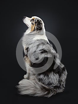 Handsome Australian Shepherd dog, Isolated on black background.