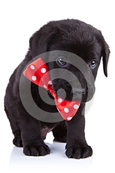 Handsome black puppy