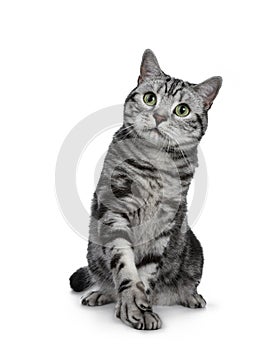 Handsome black silver tabby British Shorthair cat sitting / playing with one paw lifted isolated on white background and looking u