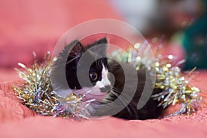 Handsome black and white cat covered in silver tinsel - a Christmas kitty. Pink background