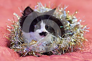 Handsome black and white cat covered in silver tinsel - a Christmas kitty. Pink background