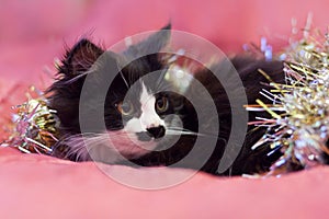 Handsome black and white cat covered in silver tinsel - a Christmas kitty. Pink background