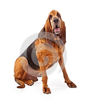 Handsome Bloodhound Dog Sitting photo