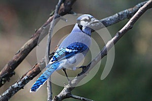 Handsome Blue Jay Perched on Branch