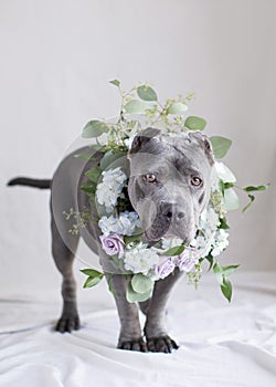 Handsome blue pit bull with lavender roses and other fresh flowers around his neck in the studio