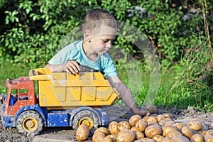 A handsome boy of 4-5 years old puts potatoes in a toy truck in the garden.