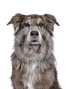 Handsome brown Australian Shephard on white