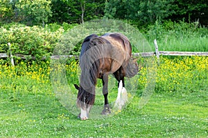Handsome brown horse grazing in field full of buttercups during a late spring afternoon