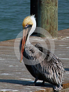 Handsome Brown Pelican on Dock