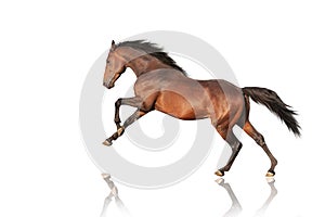 Handsome brown stallion galloping, jumping.