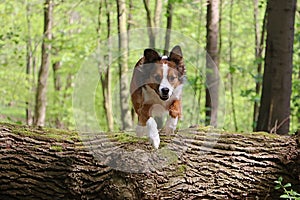 a handsome brown white mixed breed dog jumps with full vigor over a large log lying on the ground in the forest