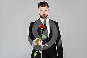 Handsome businessman in black suit gifting red rose isolated on grey