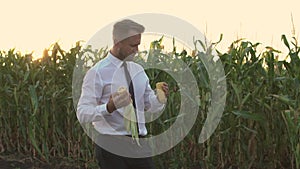 Handsome businessman examining a corn in the middle of a green corn field