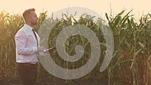 Handsome, businessman holding a tablet and standing in the middle of a green corn field, during a majestic sunrise