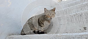 Handsome cat looking at the camera.