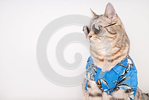 Handsome cat wear sunglasses and blue shirt sit on white floor ready for vacation summer holiday