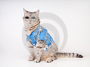 Handsome cat wear sunglasses and blue shirt sit on white floor ready for vacation summer holiday