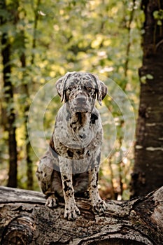 Handsome Catahoula Leopard Dog on a log in a sun-dappled wooded area