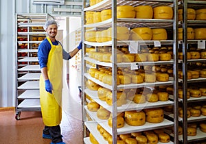 Handsome cheesemaker is checking cheeses in his workshop storage.