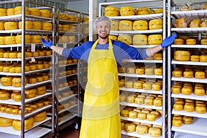 Handsome cheesemaker is checking cheeses in his workshop storage.