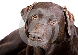 Handsome Chocolate Labrador against White