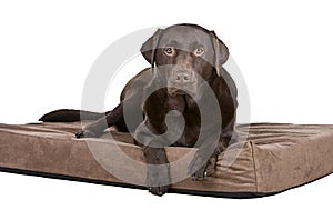 Handsome Chocolate Labrador on Bed. Comfy!